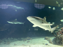 Sharks and other fishes at the Aquarium of the Antwerp Zoo