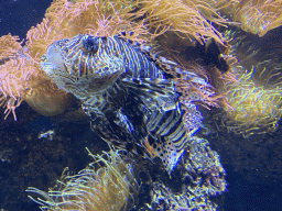 Lionfish and coral at the Aquarium of the Antwerp Zoo