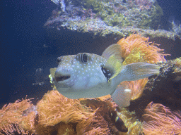 Pufferfish and coral at the Aquarium of the Antwerp Zoo