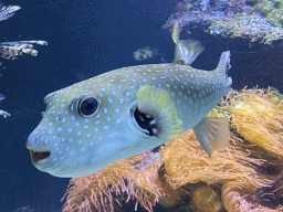 Pufferfish and coral at the Aquarium of the Antwerp Zoo