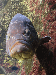 Fish at the Aquarium of the Antwerp Zoo