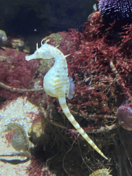 Seahorses at the Aquarium of the Antwerp Zoo