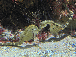 Seahorses at the Aquarium of the Antwerp Zoo