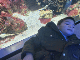 Max with Seahorses at the Aquarium of the Antwerp Zoo