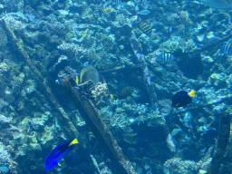 Fishes, coral and a ship wreck at the Reef Aquarium at the Aquarium of the Antwerp Zoo