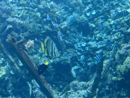 Fishes, coral and a ship wreck at the Reef Aquarium at the Aquarium of the Antwerp Zoo