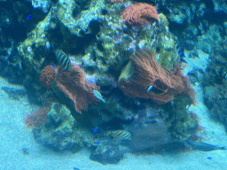 Fishes and coral at the Reef Aquarium at the Aquarium of the Antwerp Zoo