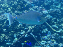 Fishes, coral and a ship wreck at the Reef Aquarium at the Aquarium of the Antwerp Zoo