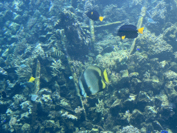 Fishes, coral and a ship wreck at the Reef Aquarium at the Aquarium of the Antwerp Zoo