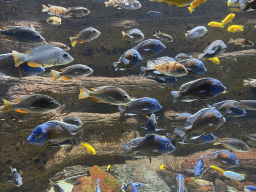 Lake Malawi Cichlids and other fishes at the Aquarium of the Antwerp Zoo