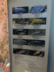 Explanation on the Lake Malawi Cichlid and other fishes at the Aquarium of the Antwerp Zoo