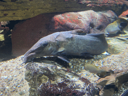 Catfish and other fishes at the Aquarium of the Antwerp Zoo