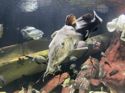 Catfish and other fishes at the Aquarium of the Antwerp Zoo