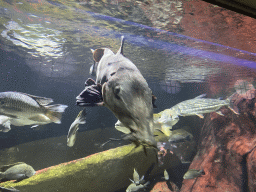 Catfish and other fishes at the Aquarium of the Antwerp Zoo