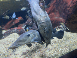 Catfishes and other fishes at the Aquarium of the Antwerp Zoo