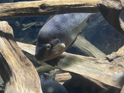 Fishes at the Aquarium of the Antwerp Zoo