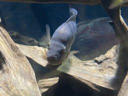 Fish at the Aquarium of the Antwerp Zoo