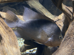 Fish at the Aquarium of the Antwerp Zoo