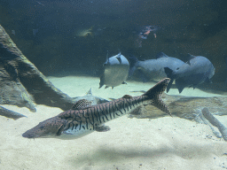 Catfish and other fishes at the Aquarium of the Antwerp Zoo