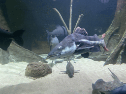 Catfishes, Stingray and other fishes at the Aquarium of the Antwerp Zoo