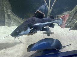 Catfishes, Stingray and other fishes at the Aquarium of the Antwerp Zoo