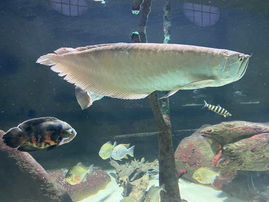 Fishes at the Aquarium of the Antwerp Zoo