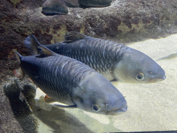 Fishes at the Aquarium of the Antwerp Zoo