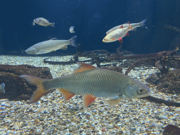 Fishes at the Aquarium of the Antwerp Zoo