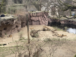 Lions at the Antwerp Zoo