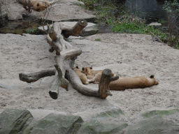 Lions at the Antwerp Zoo