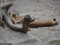Young Lions at the Antwerp Zoo