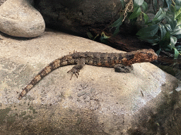 Chinese Crocodile Lizard at the Reptile House at the Antwerp Zoo