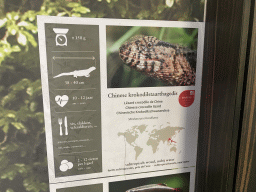 Explanation on the Chinese Crocodile Lizard at the Reptile House at the Antwerp Zoo