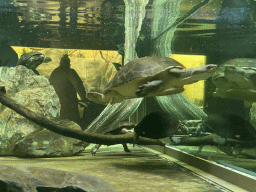 Turtles under water at the Reptile House at the Antwerp Zoo