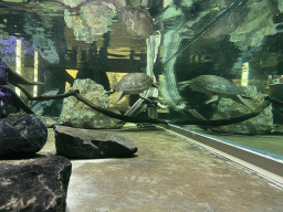 Turtles under water at the Reptile House at the Antwerp Zoo