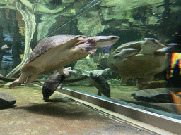 Turtles under water at the Reptile House at the Antwerp Zoo