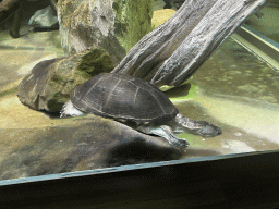 Turtles under water at the Reptile House at the Antwerp Zoo