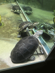 Turtles under water at the Reptile House at the Antwerp Zoo