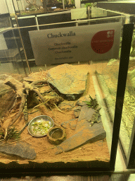 Young Common Chuckwallas at the Reptile House at the Antwerp Zoo, with explanation