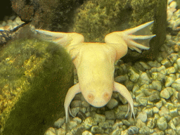 Albino African Clawed Frog at the Reptile House at the Antwerp Zoo