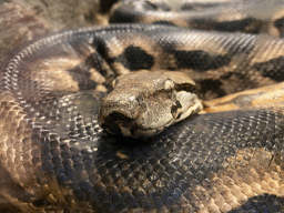 Madagascar Boa at the Reptile House at the Antwerp Zoo