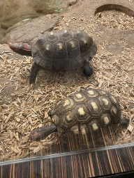 Tortoises at the Reptile House at the Antwerp Zoo