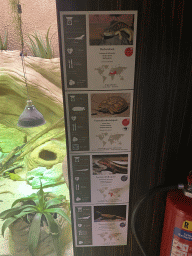 Moroccan Spiny-tailed Lizard at the Reptile House at the Antwerp Zoo, with explanation