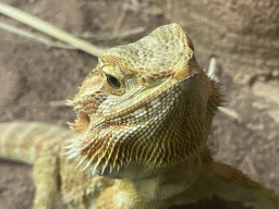 Head of a Bearded Dragon at the Reptile House at the Antwerp Zoo