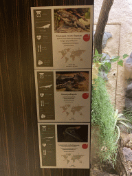 Explanation on the Motagua Spiny-tailed Iguana, Giant Horned Lizard and Guatemalan Emerald Spiny Lizard at the Reptile House at the Antwerp Zoo