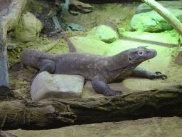 Komodo Dragon at the Reptile House at the Antwerp Zoo