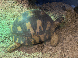 Tortoise at the Reptile House at the Antwerp Zoo
