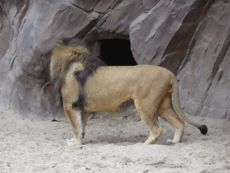 Lion at the Antwerp Zoo