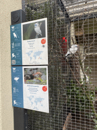 Bali Myna at the Antwerp Zoo, with explanation