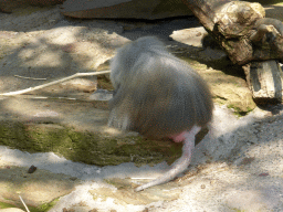 Hamadryas Baboon at the Antwerp Zoo